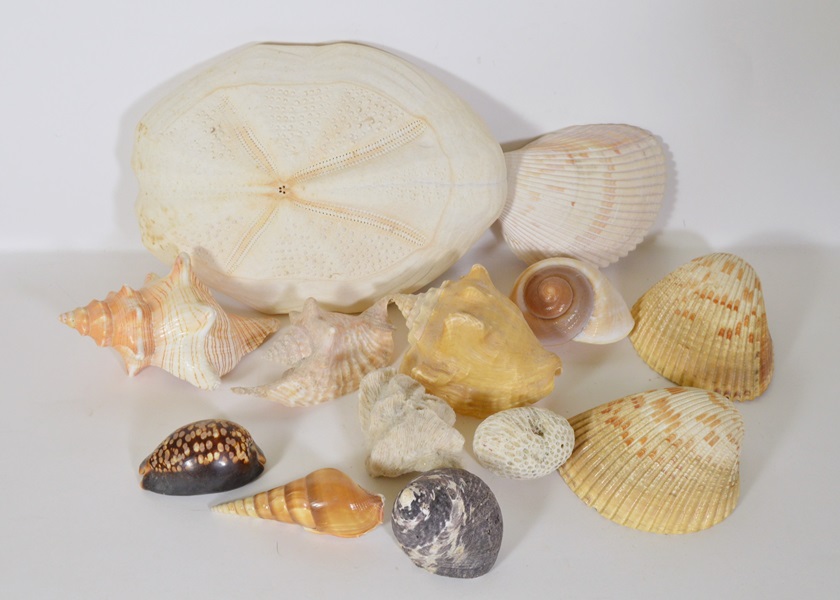 Assortment of Seashells
