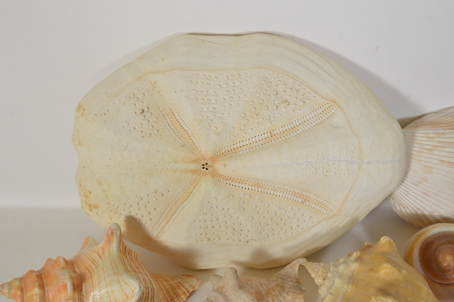 Assortment of Seashells