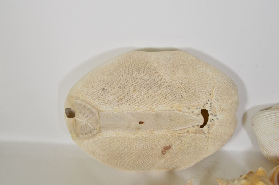 Assortment of Seashells