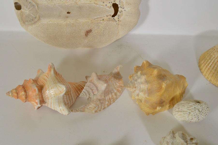 Assortment of Seashells