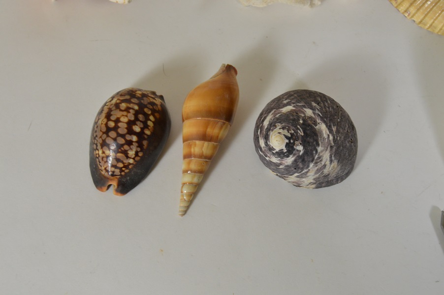 Assortment of Seashells