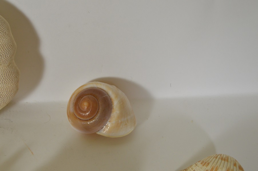 Assortment of Seashells