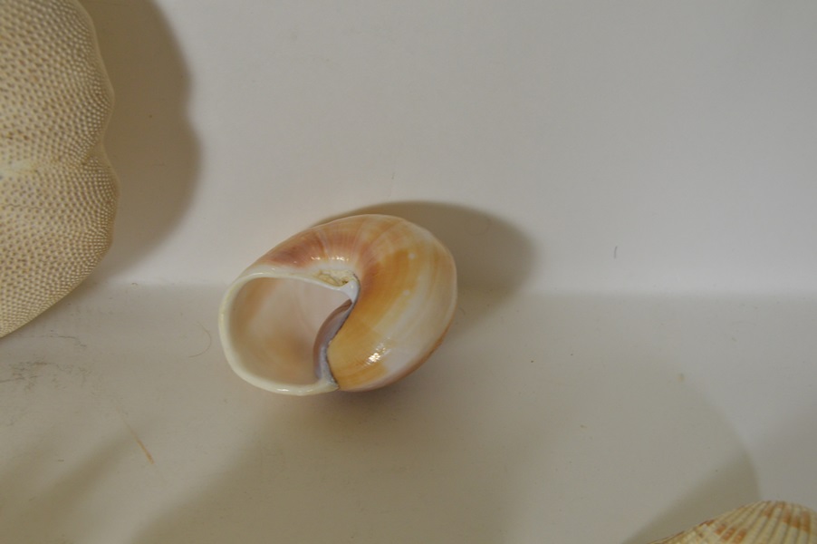 Assortment of Seashells