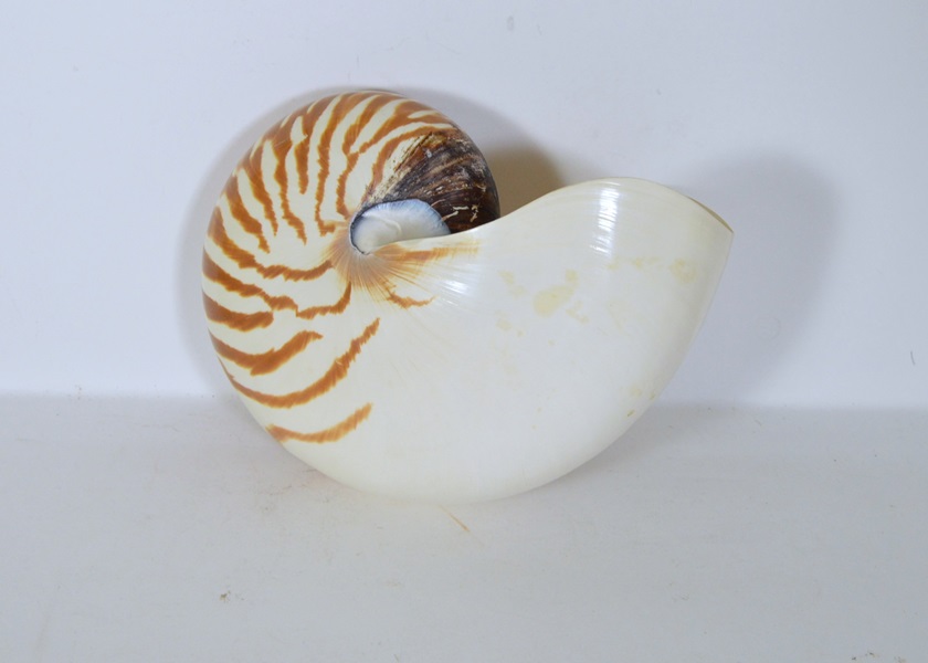 Nautilus Seashell