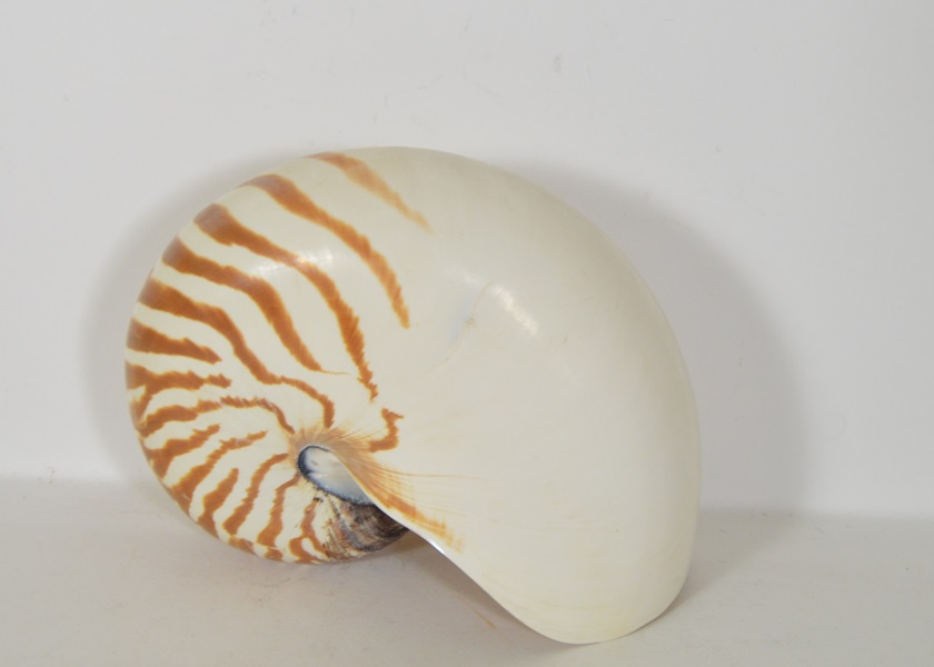 Nautilus Seashell