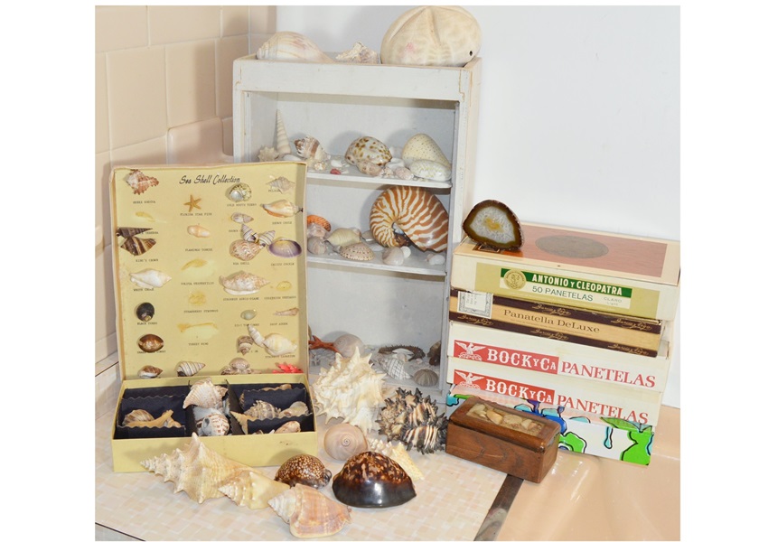 Assortment of Seashells