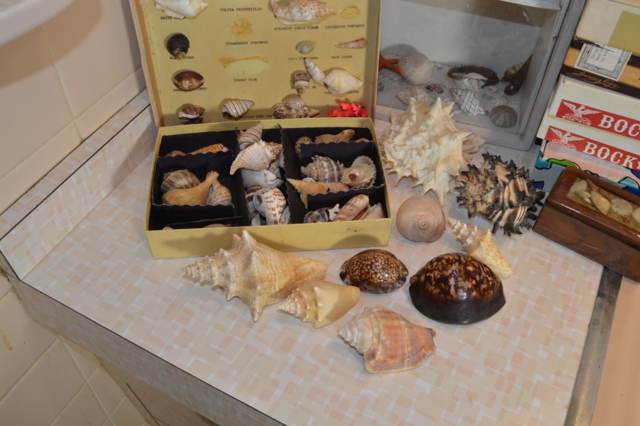 Assortment of Seashells