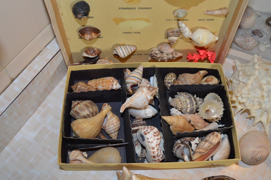 Assortment of Seashells