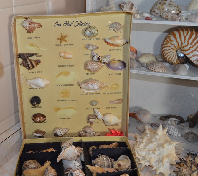 Assortment of Seashells