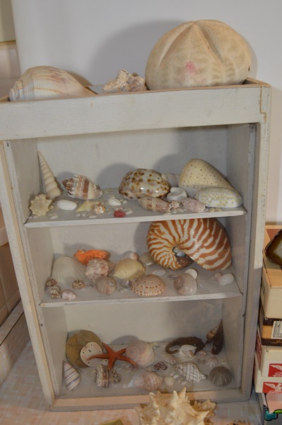 Assortment of Seashells