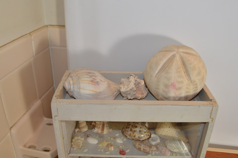 Assortment of Seashells