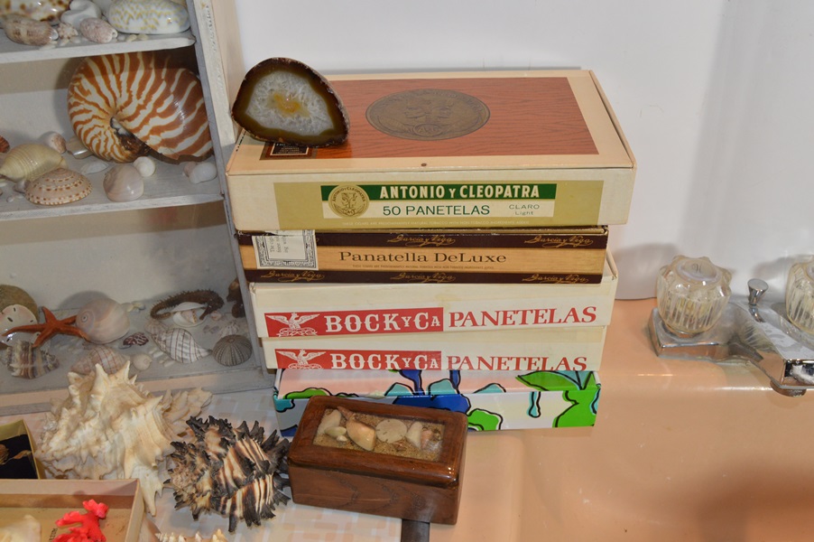 Assortment of Seashells