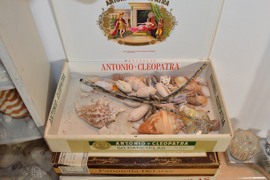 Assortment of Seashells