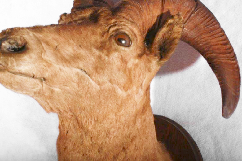 Taxidermy Ram Head Mount