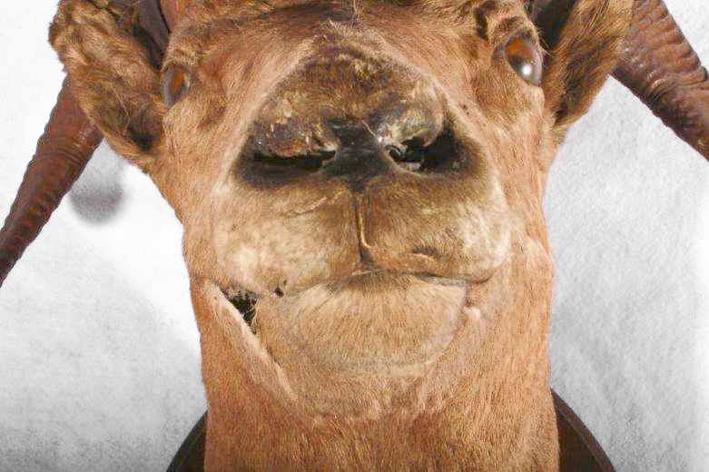 Taxidermy Ram Head Mount