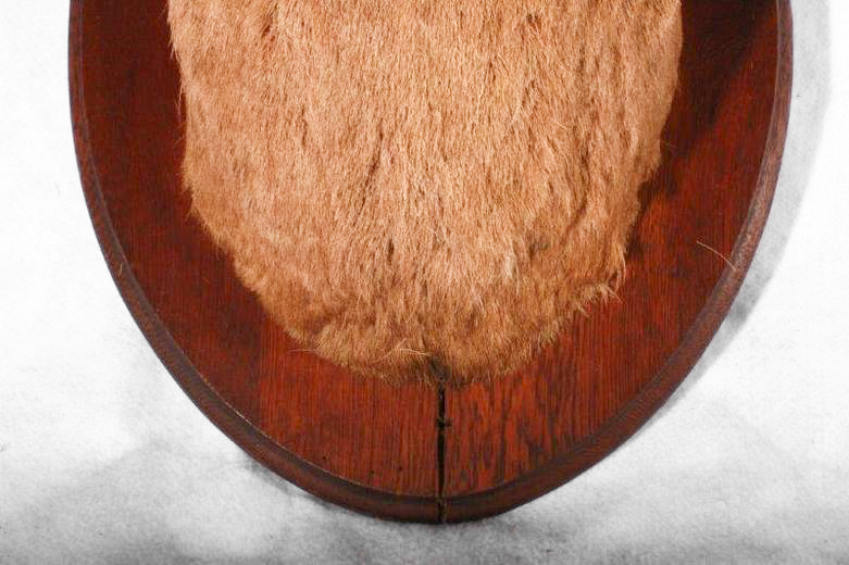 Taxidermy Ram Head Mount