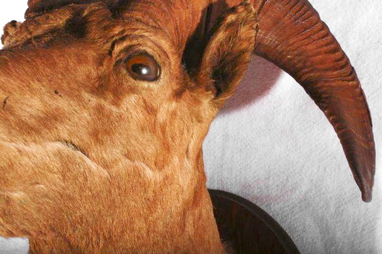Taxidermy Ram Head Mount