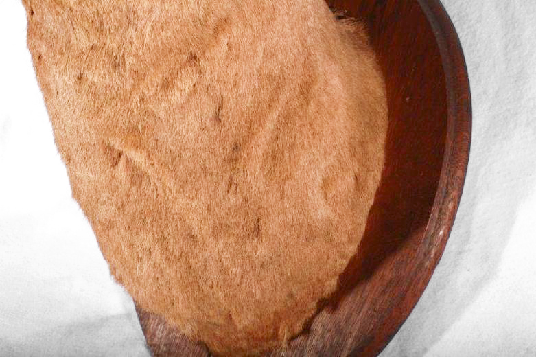 Taxidermy Ram Head Mount