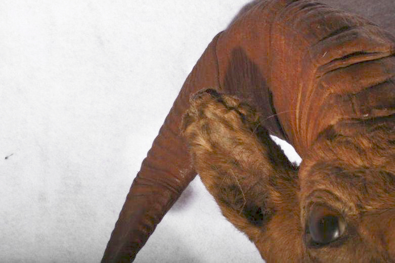 Taxidermy Ram Head Mount