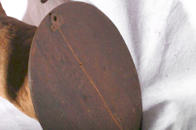 Taxidermy Ram Head Mount