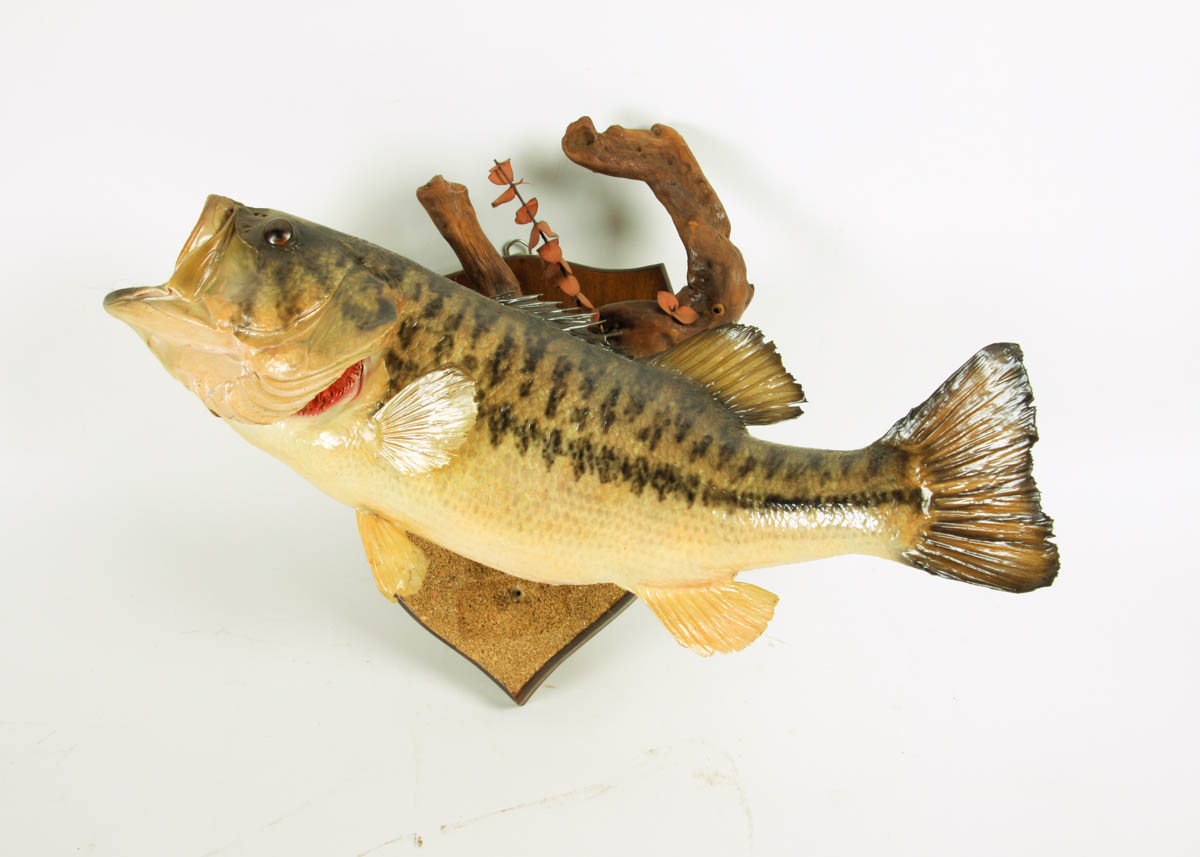 Taxidermy Large Mouth Bass