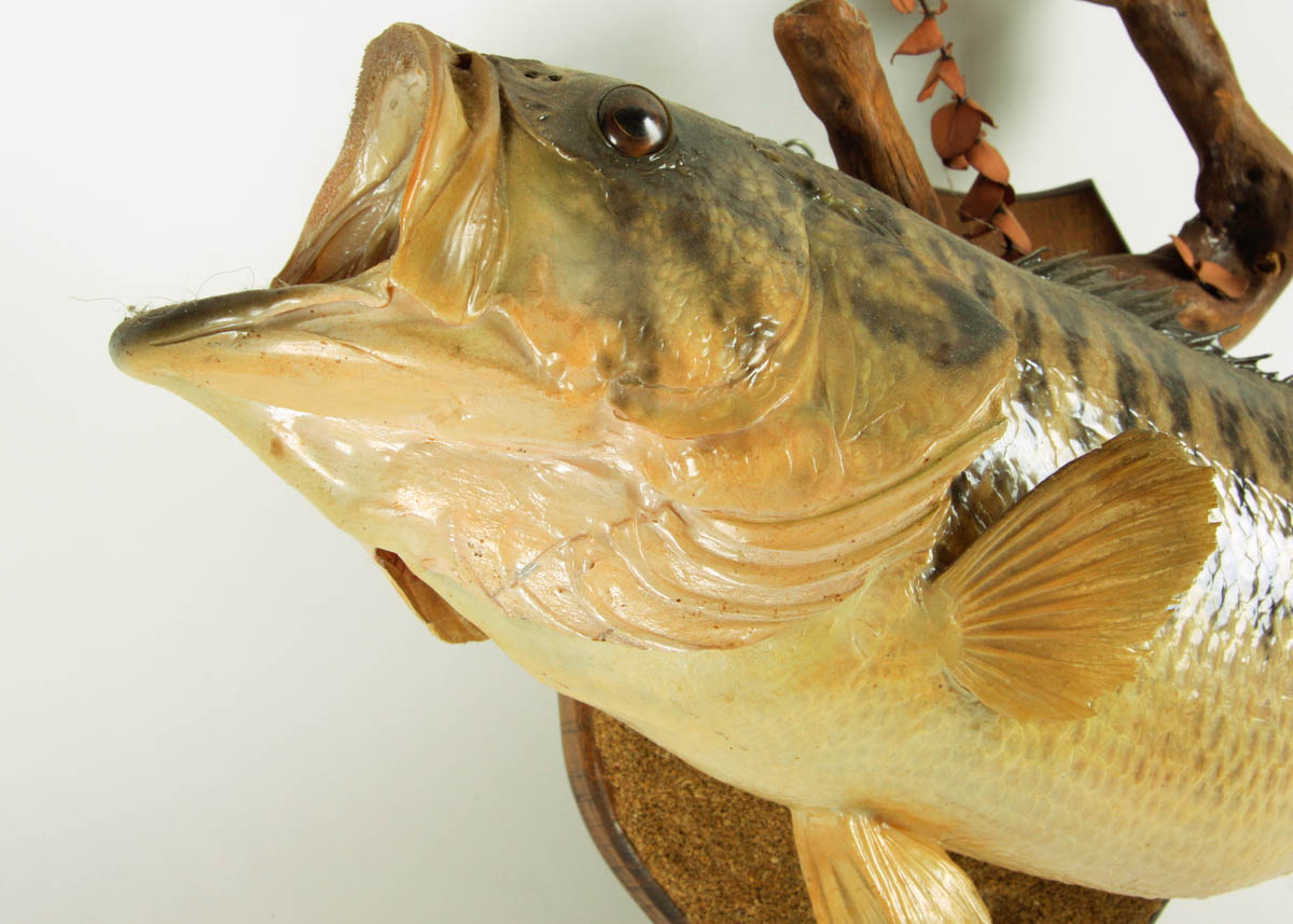 Taxidermy Large Mouth Bass