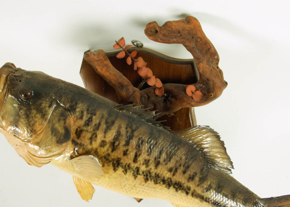 Taxidermy Large Mouth Bass