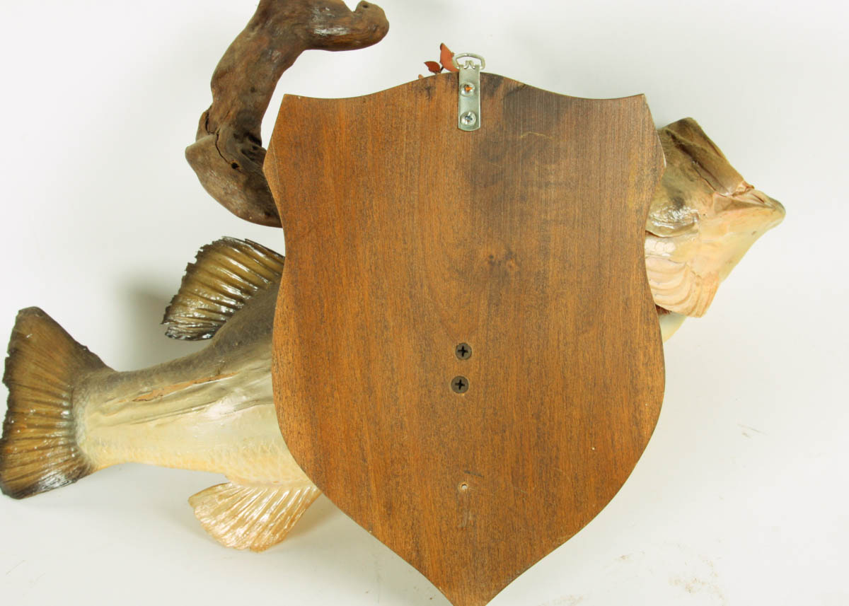 Taxidermy Large Mouth Bass