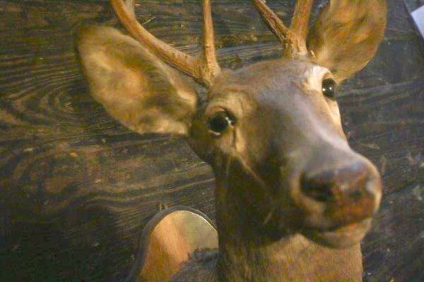 Taxidermy Eight Point Mounted Buck