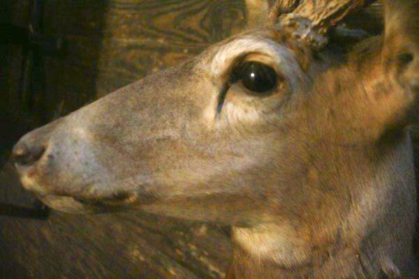 Taxidermy Eight Point Mounted Buck