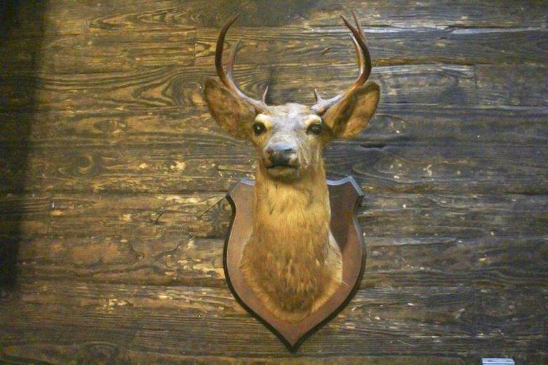 Taxidermy Eight Point Mounted Buck
