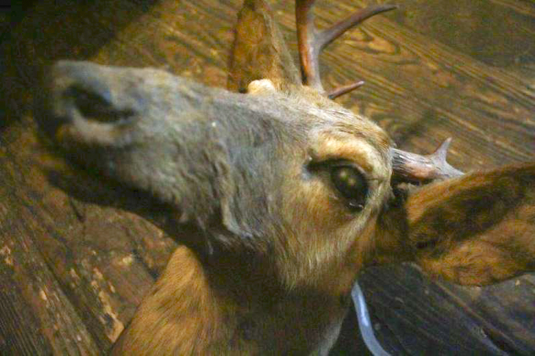 Taxidermy Eight Point Mounted Buck