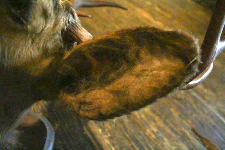 Taxidermy Eight Point Mounted Buck