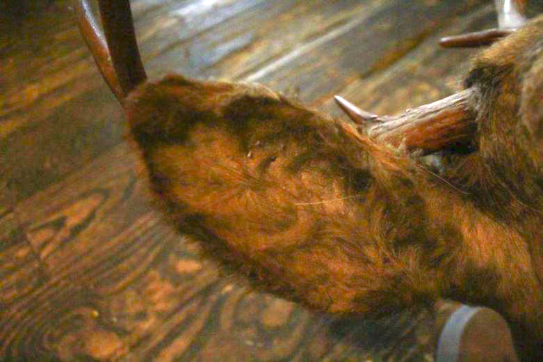 Taxidermy Eight Point Mounted Buck