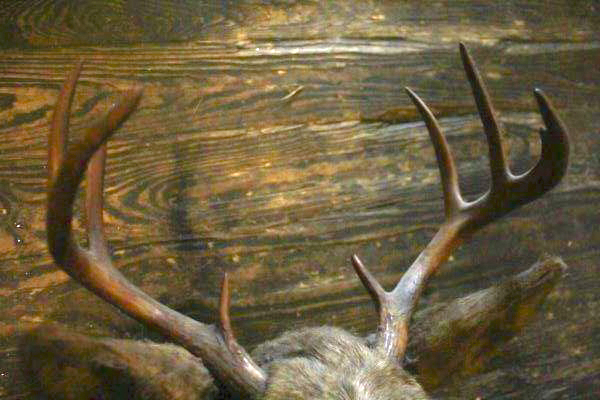 Taxidermy Eight Point Mounted Buck