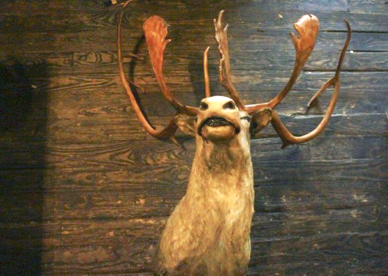 Taxidermy Caribou