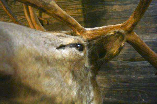 Taxidermy Caribou