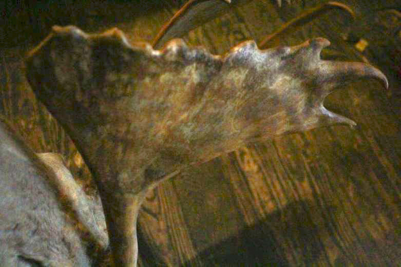 Taxidermy Caribou