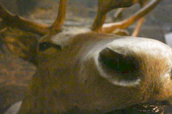 Taxidermy Caribou