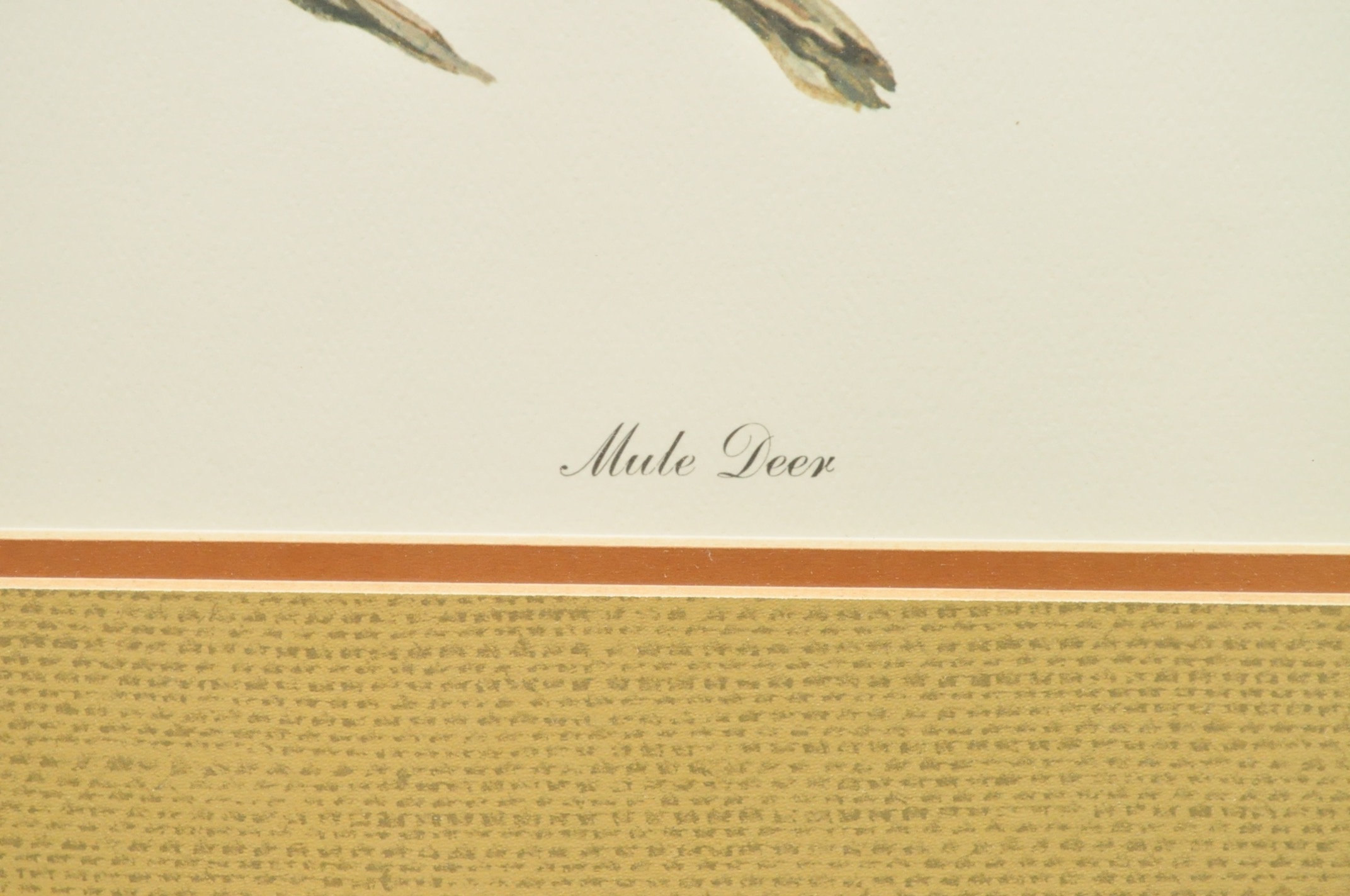 Wildlife Art from Richard Timm and More