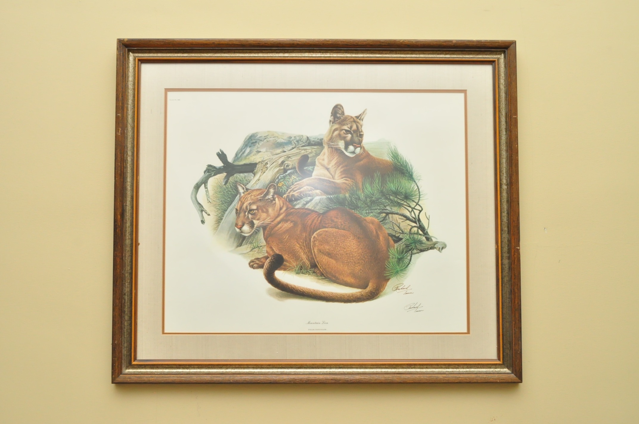 Wildlife Art from Richard Timm and More