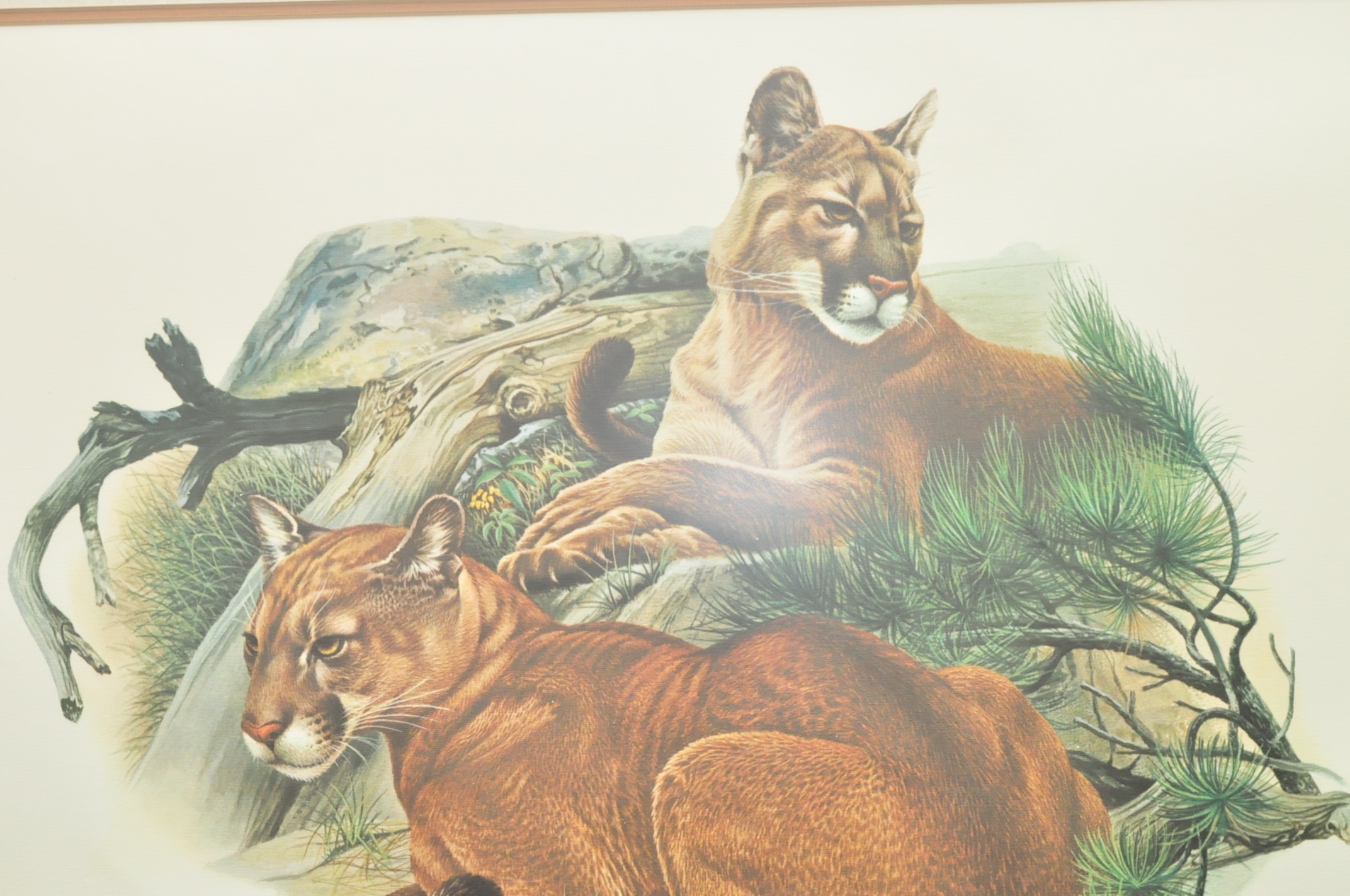 Wildlife Art from Richard Timm and More