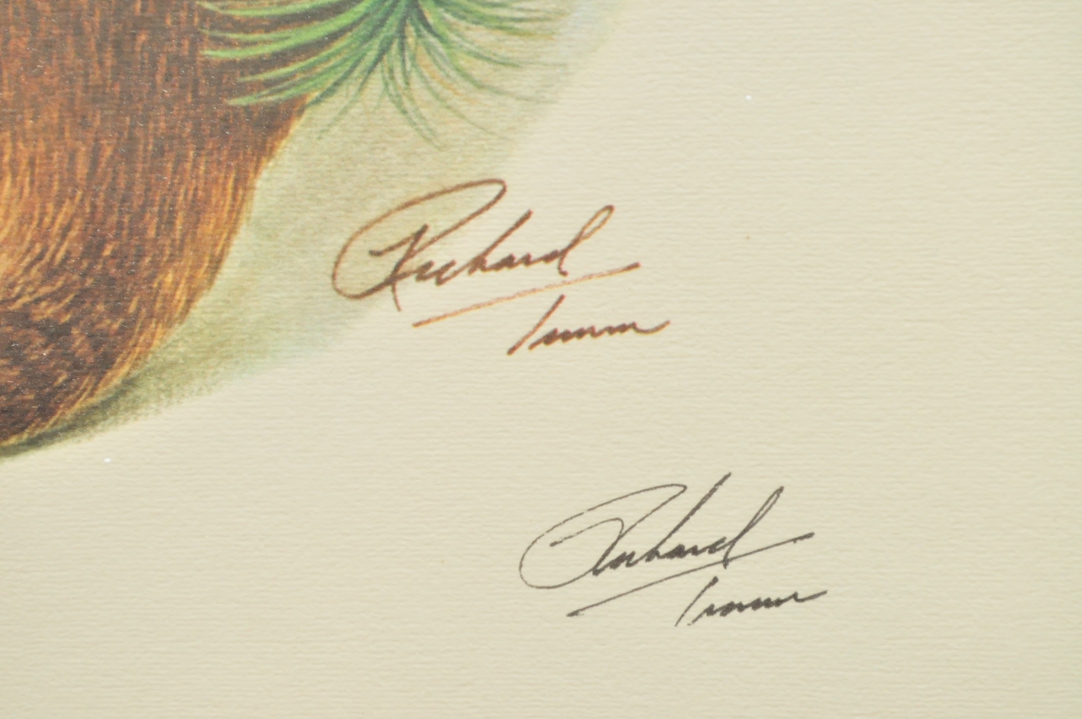 Wildlife Art from Richard Timm and More