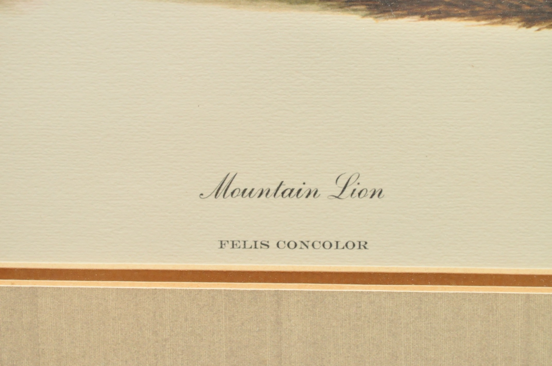 Wildlife Art from Richard Timm and More