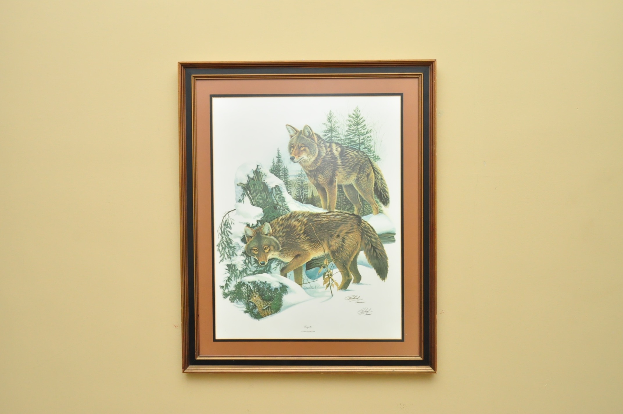 Wildlife Art from Richard Timm and More