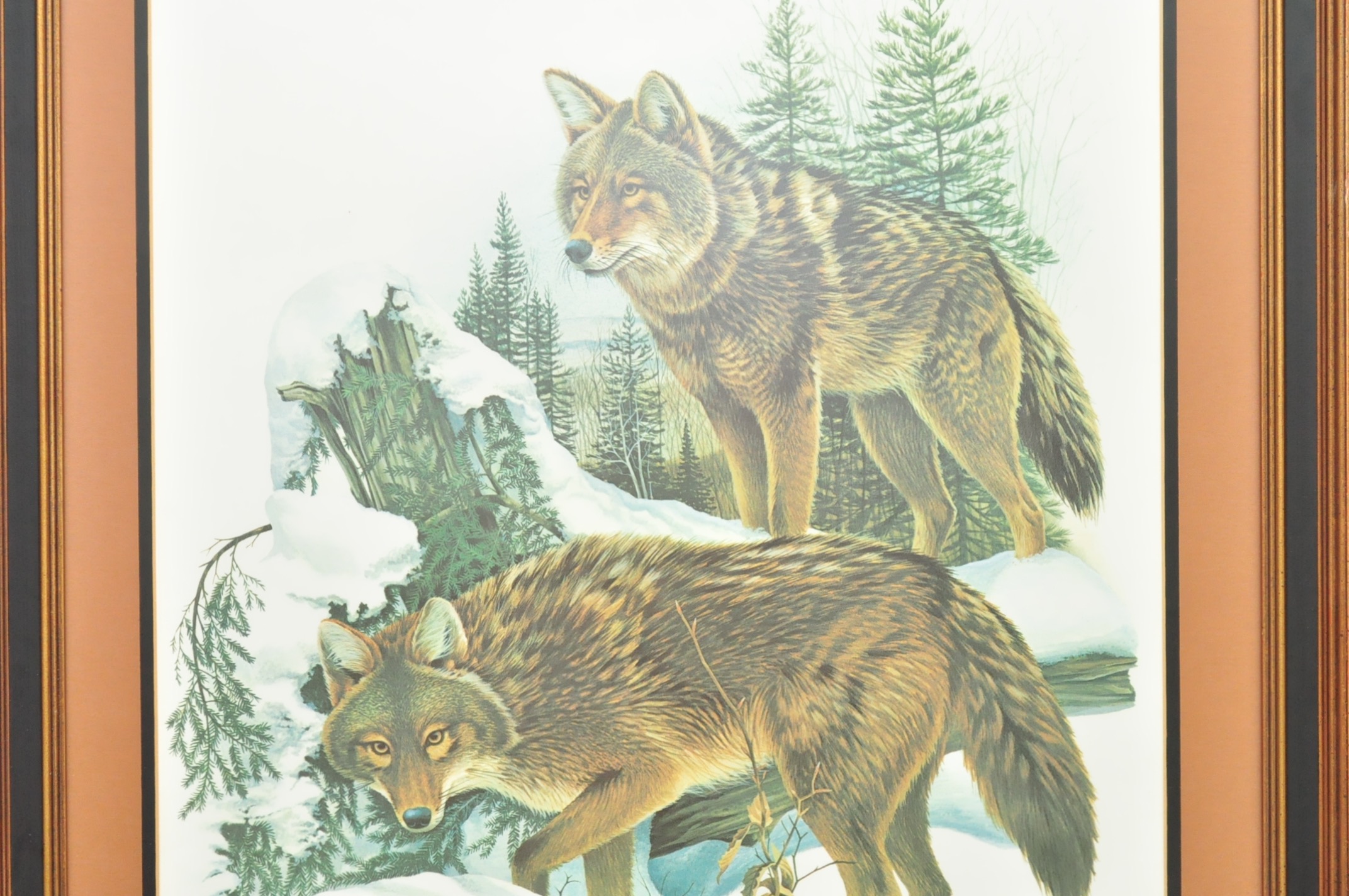 Wildlife Art from Richard Timm and More