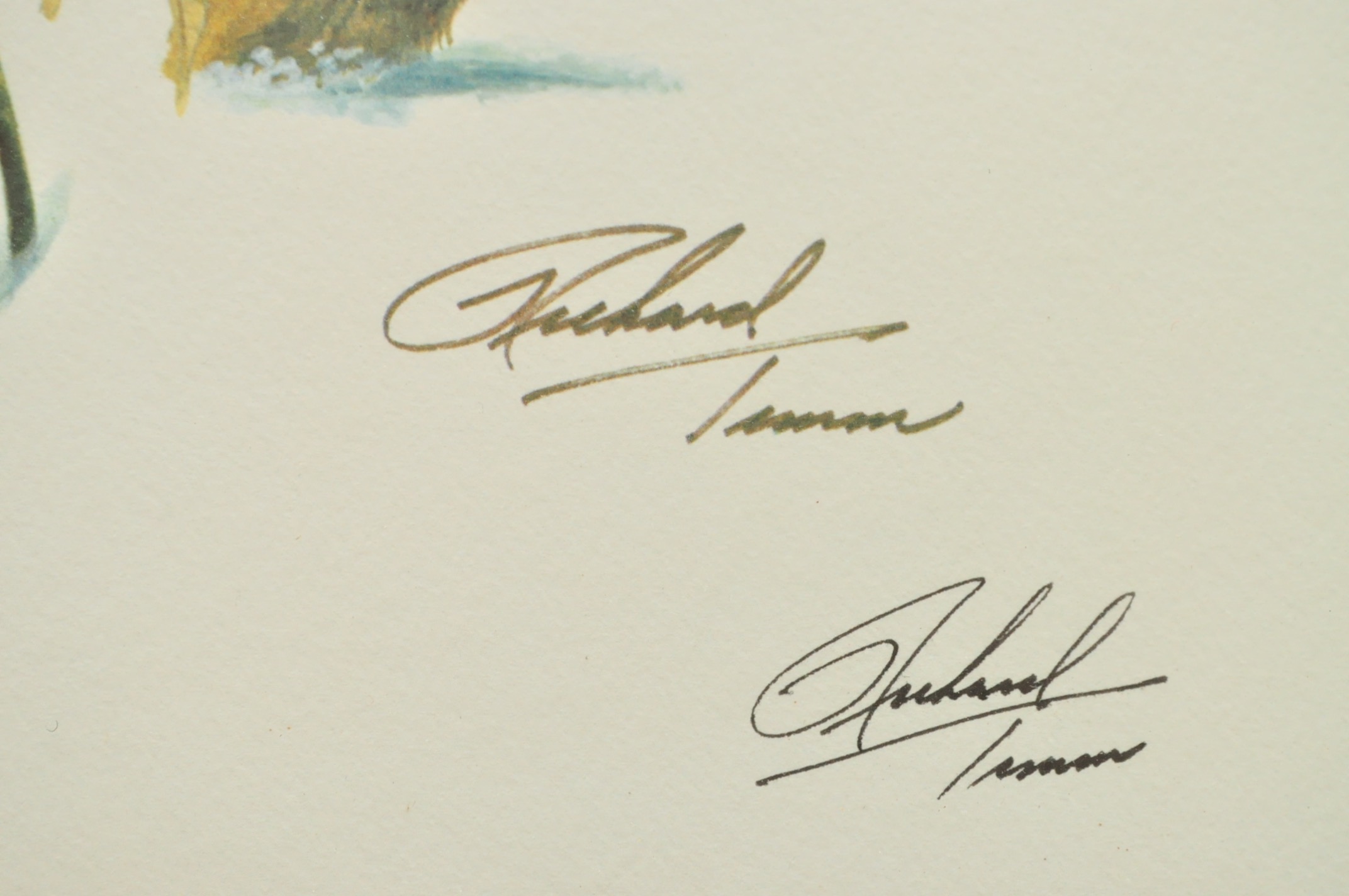 Wildlife Art from Richard Timm and More