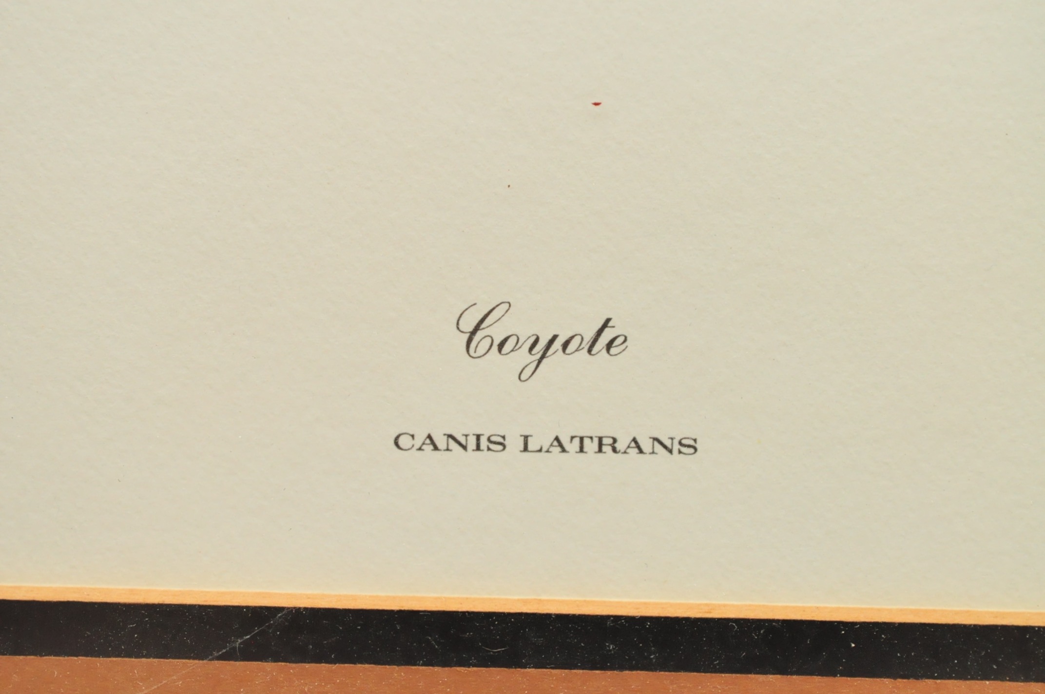 Wildlife Art from Richard Timm and More