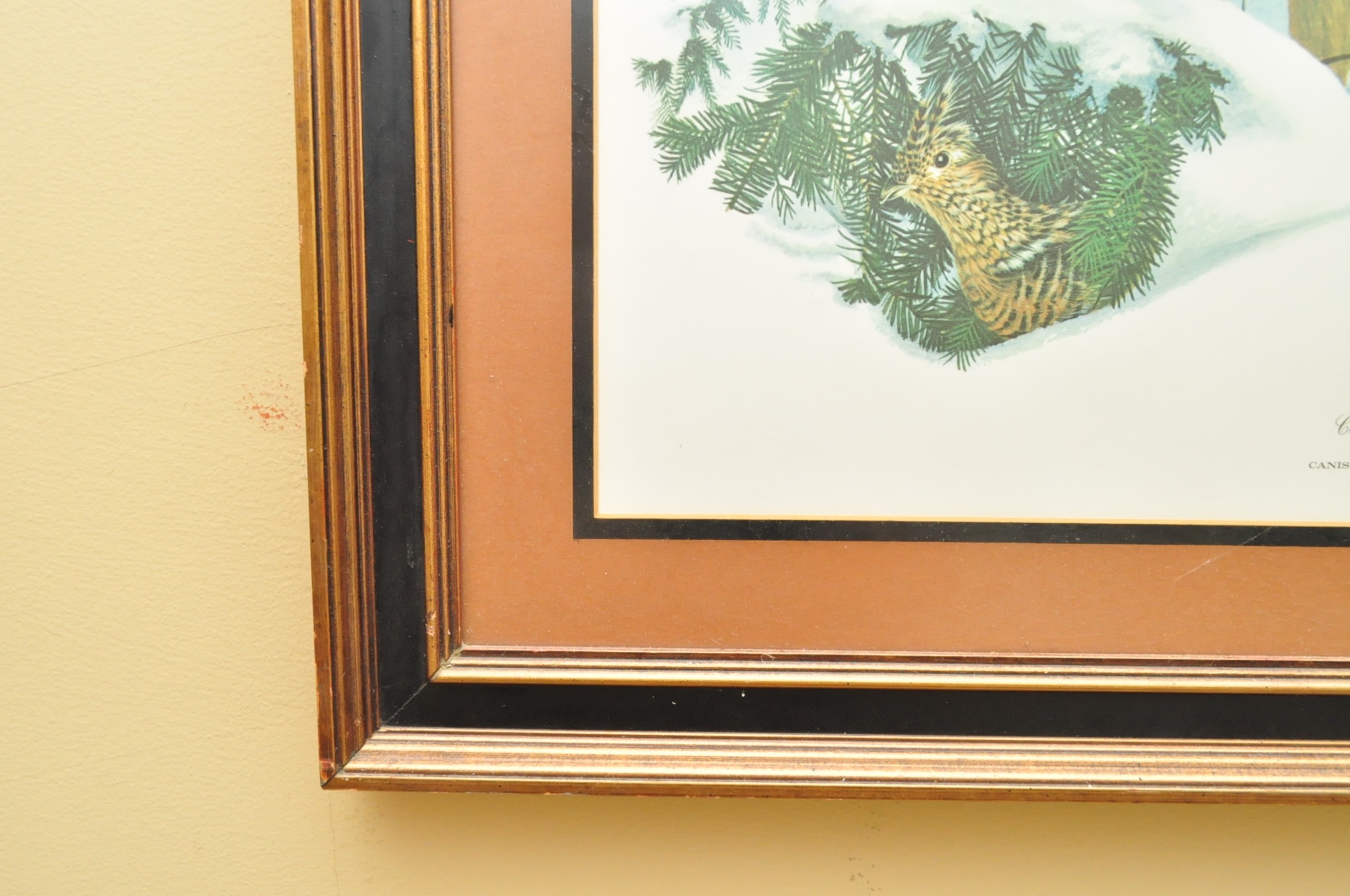 Wildlife Art from Richard Timm and More