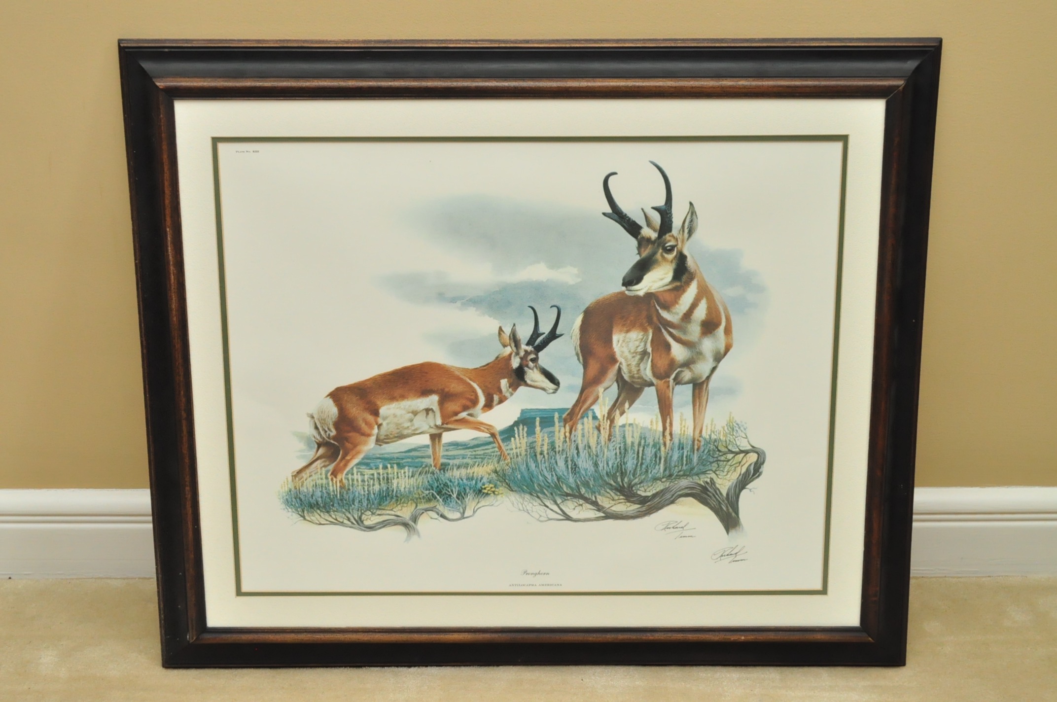 Wildlife Art from Richard Timm and More